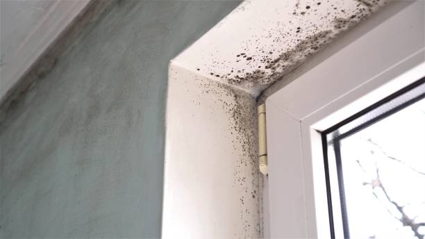 Mold Removal Process in Cuba City, WI