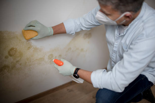 Best Mold Removal Process  in Cuba City, WI