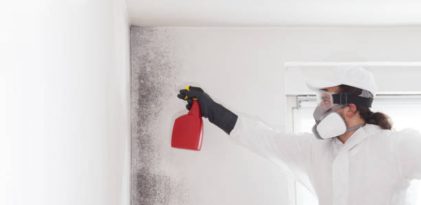 Best Mold Testing  in Cuba City, WI
