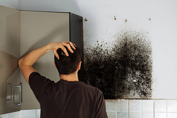 Best Mold Removal Company Near Me  in Cuba City, WI