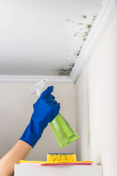 Mold Testing and Removal in Cuba City, WI